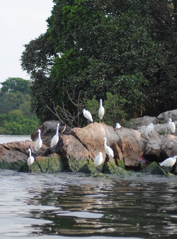 Rubondo_Island_National_Park_x_32